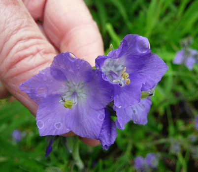 Tall Jacob's Ladder (Polemonium acutiflorum)