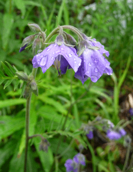 Tall Jacob's Ladder (Polemonium acutiflorum)