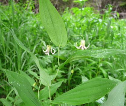 Clasping Twisted Stalk (Streptopus amplexifolius)