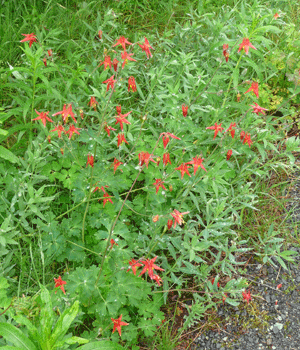 Western Coloumbine (Aquilegia formosa)