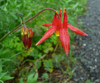 Western Coloumbine (Aquilegia formosa)