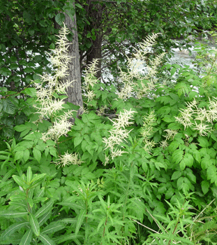 Goat's Beard (Aruncus dioicus)