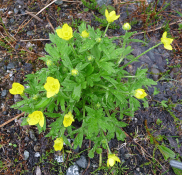 Eschscholtz buttercup (Ranunculus eschscholtzii)