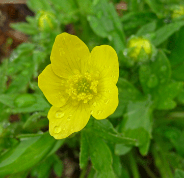 Eschscholtz buttercup (Ranunculus eschscholtzii)