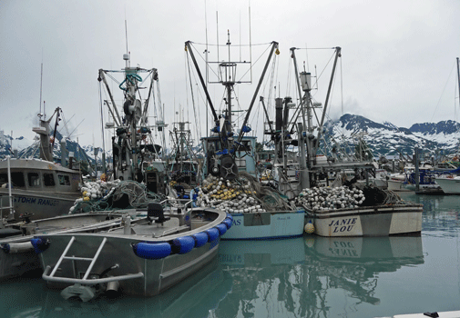 Seiners at Valdez Boat Harbor Alaska