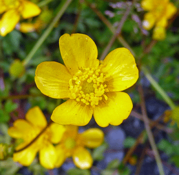 Western Buttercup (Ranunculus occidentalis) Valdez AK