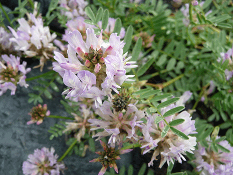 Oxytropis nigrescens Copper River Chitina AK