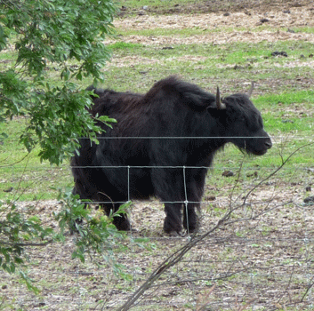 Tibetan Yaks Chitina Road Alaska