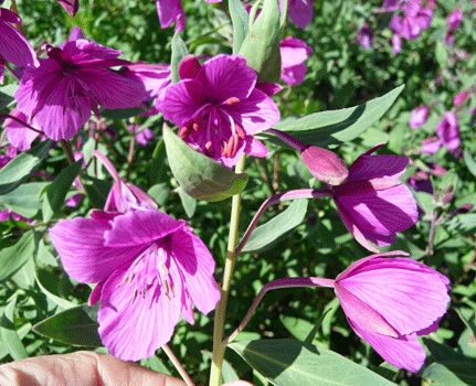 Dwarf Fireweed (Epilobium latifolium)