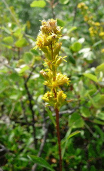 Dune Goldenrod (Solidago simplex var. gillmanii)