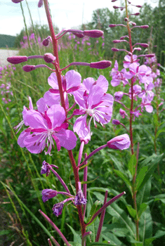 fireweed (Chamerion angustifolium)