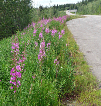 fireweed (Chamerion angustifolium)