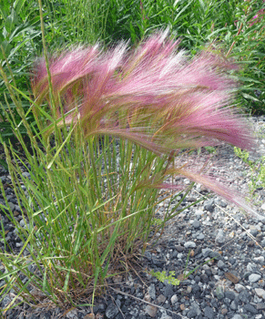 Foxtail-barley-Hordeum-jubatum