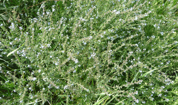 Western tickseed (Lappula occidentalis)