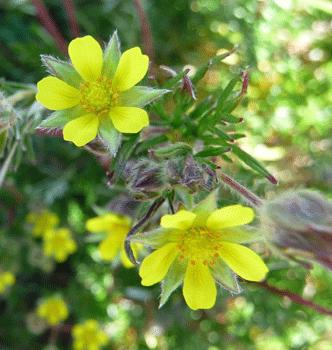 Many-cleft Potentilla (Potentilla multifida)