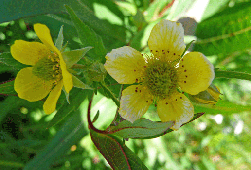 Many-cleft Potentilla (Potentilla multifida