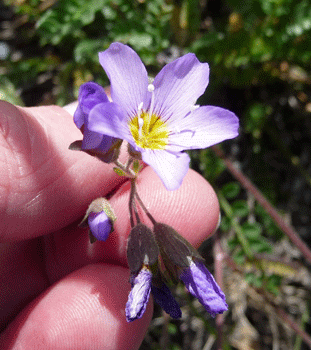 Showy Jacob's Ladder (Polemonium pulcherrimum)