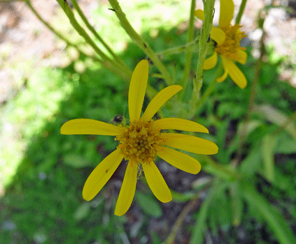 Black-tipped Groundsel (Senecio lugens)