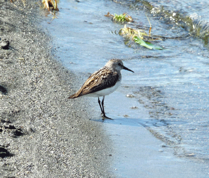 Least Sandpiper Pine Lake Yukon