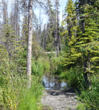 Flooded nature trail at Pine Lake Yukon