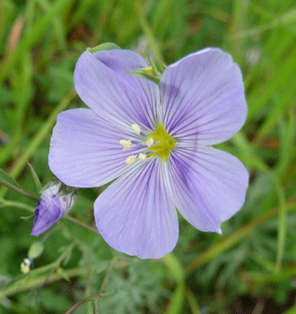 Wild Flax (Linum lewisii)