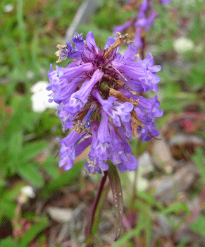 Small Flowered Penstemon (Penstemon procerus)