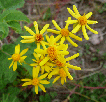 Few-Leaved Groundsel (Senecio streptathifolius)