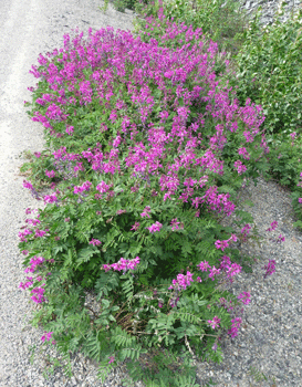 Eskimo Potato (Hedysarum alpinum) Klondike Highway Yukon