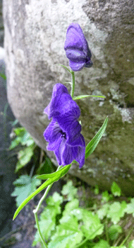 Northern Monkshood (Aconitum noveboracense)