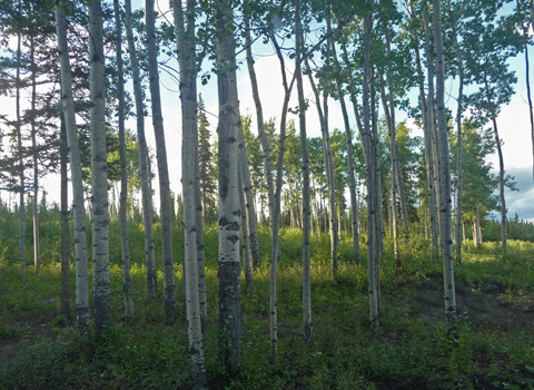 Aspens at Dawson Peaks RV Park Teslin Yukon