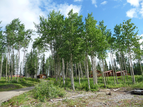 Aspens at Dawson Peaks RV park Teslin Yukon