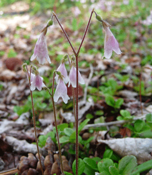 Twinflowers (Linnaea borealis) Teslin Yukon