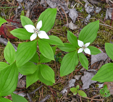 Bunchberry (Cornus canadensis) Rancheria Falls Yukon