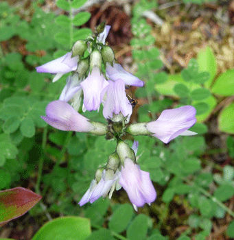 Alpine Milkvetch (Astragalus alpinus)