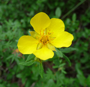  Shrubby Potentilla (Potentilla fruticosa) Rancheria Falls Yukon