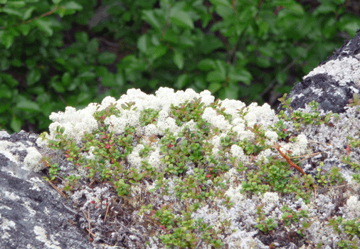 Lichen and Bearberry (Arctostaphylos uva-ursi) Rancheria Falls Yukon