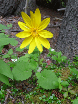 Heart-leaved Arnica (Arnica cordifolia)