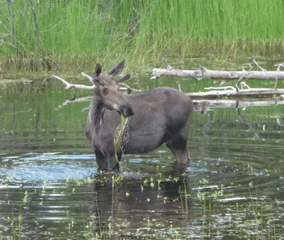 Juvenile male moose Alaska Highway Yukon