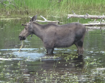 Juvenile male moose Alaska Highway Yukon