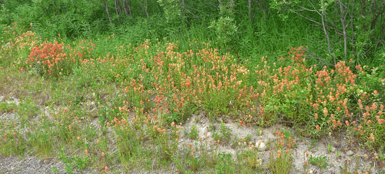 Orange Indian Paintbrush (Castilleja)