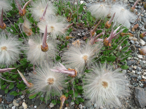 Seed Heads Cassiar Mountains BC