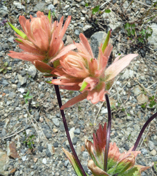 Peach Indian Paintbrush