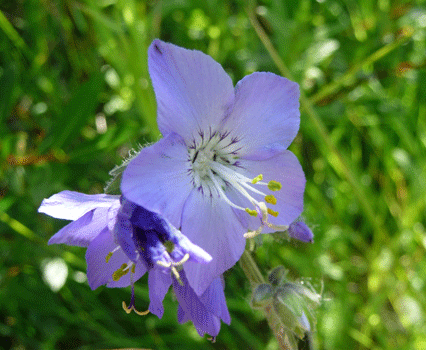 Skullcap Speedwell (Veronica scutellata) Cassiar Highway BC