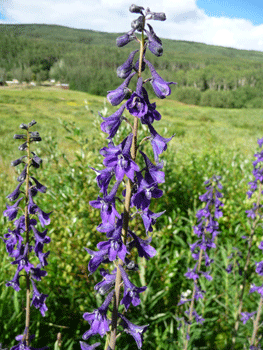 Larkspur (Delphinium glaucum) Cassiar Highway BC