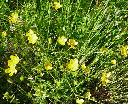 Norwegian Cinquefoil (Potentilla norvegica) Cassiar Highway BC