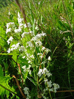 Northern Bedstraw (Galium boreale) Cassiar Highway BC