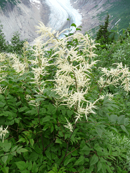 goat's beard (Aruncus dioicus)