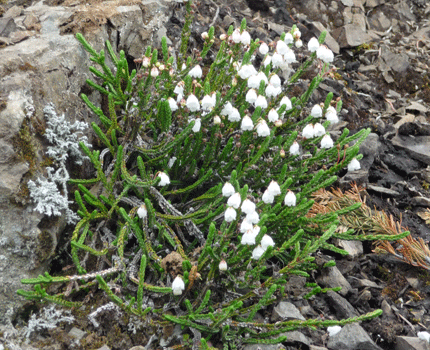 white heather (Cassiope mertensiana) Salmon Glacier Road BC