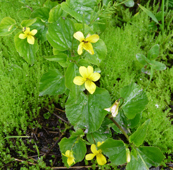 Stream violets (Viola glabella) Salmon Glacier road BC