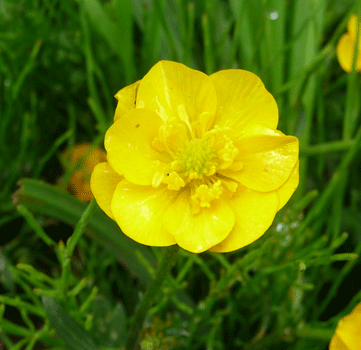 slender potentilla (Potentilla gracilis)